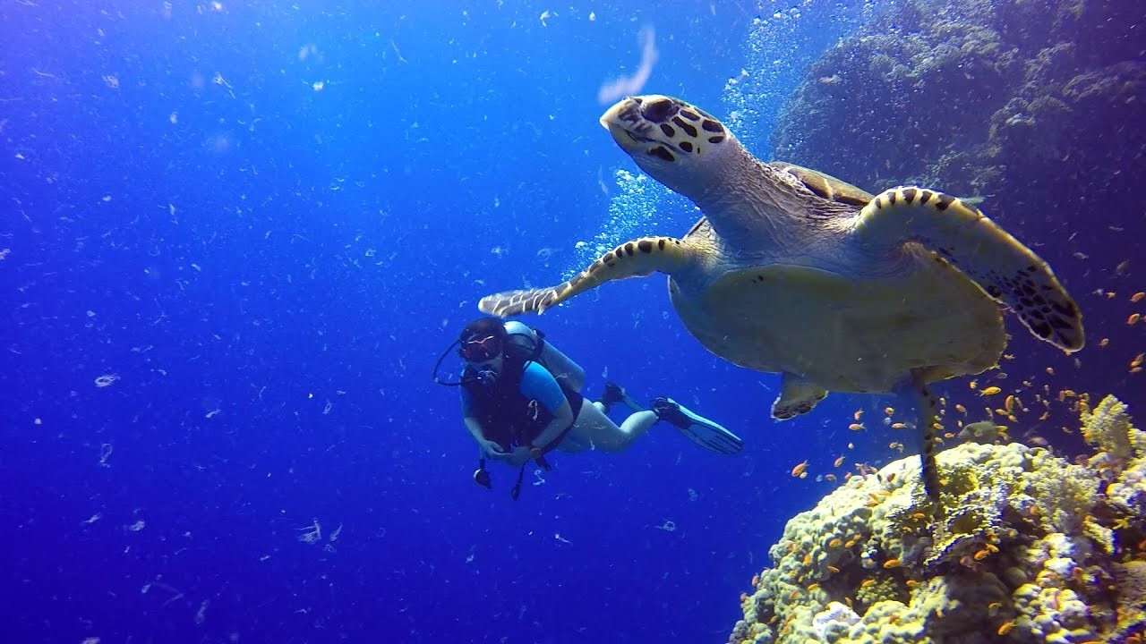 Egypt Red Sea Safari diving| Red Sea diving programs| Red Sea live a board