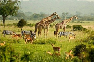 Safari Tours in Northern Kenya