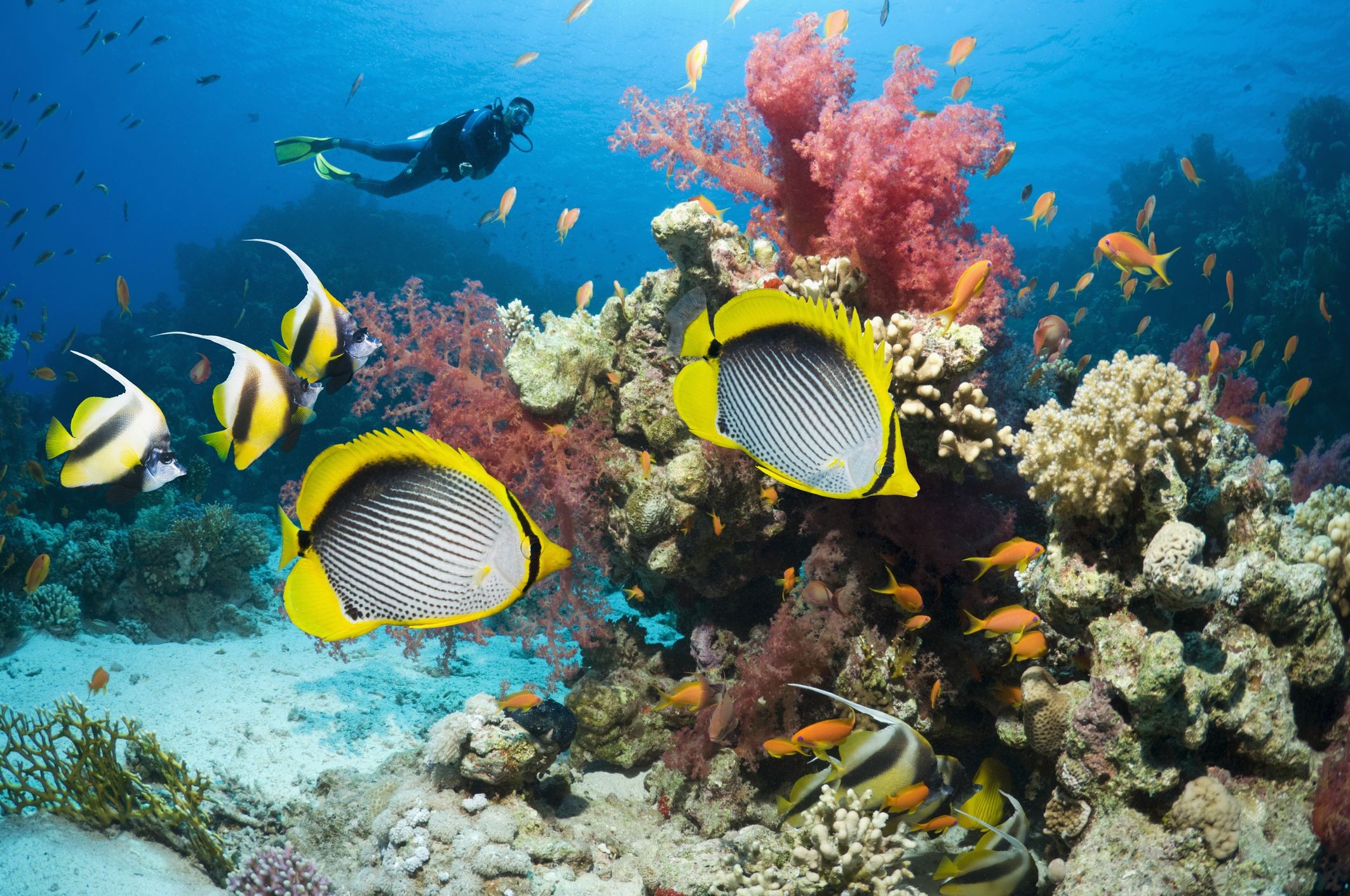 Red Sea Tours, Hurghada Safari diving, Red Sea Trips